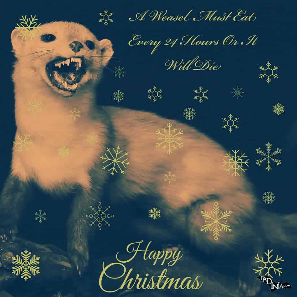 weasel christmas card weasel facts