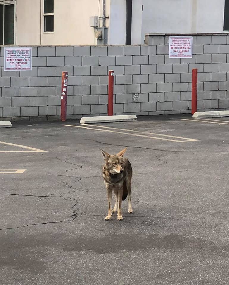 coyote in silverlake